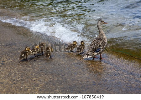 ??? duck and ducklings