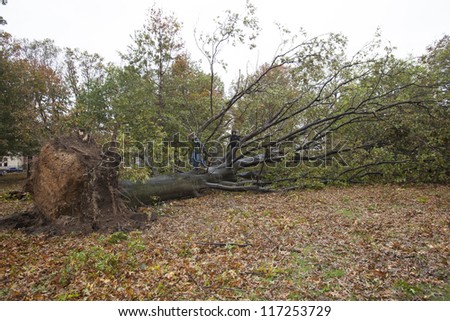 NEW YORK - OCT 30: Fallen tree  on the street in Queens borough after hurricane Sandy hit on October 30, 2012 in New York City, NY