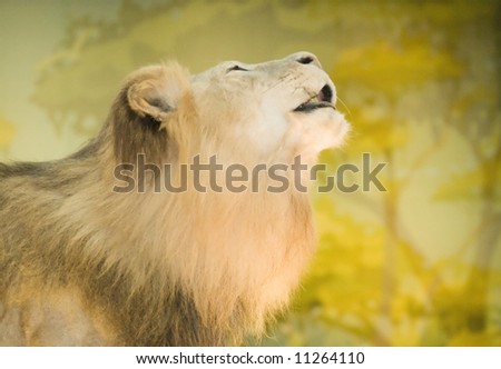 Lion. National museum of natural history. Washington DC