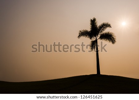 Single Palm Tree Silhouette on the hill at the sunset.