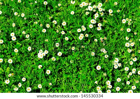 Many white daisies in top view of meadow, several Bird\'s-eye