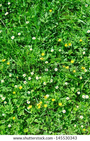 [Obrazek: stock-photo-many-white-daisies-in-top-vi...530343.jpg]
