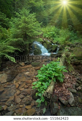 Carpathian mountain forest stream