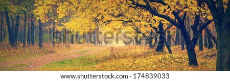 Vintage picture. Beautiful yellow trees in a autumn forest