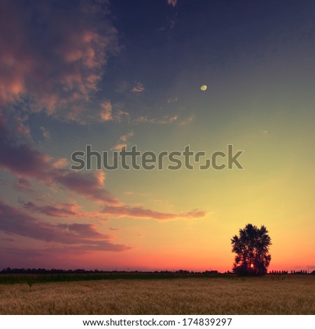 Vintage picture. Sunset with moon and clouds sky in a wheat field with lonely tree