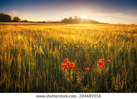 Sunrise over the golden wheat field with red poppies
