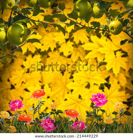 Nature autumn composition. Green apples with colorful roses in a grass on a blurred autumn leaves background