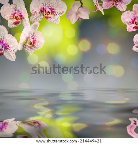 Nature composition. Orchid flowers on a blurred nature background, reflected in water