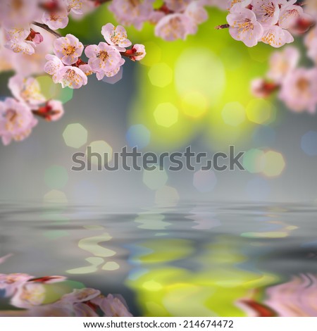 Nature composition. Sakura flowers on a blurred nature background, reflected in water