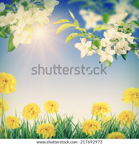 Spring apple blossom flowers background with yellow flowers in green grass