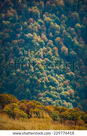 Beautiful autumn red forest on a Carpathian mountain hills
