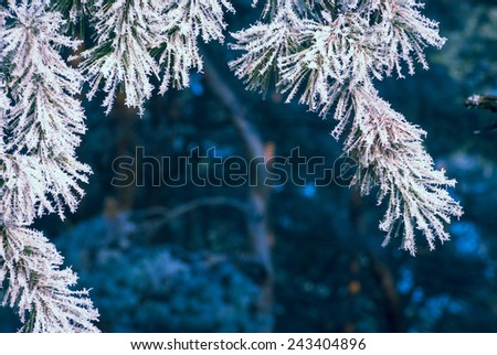 Pine tree branch covered with hoar frost. Nature winter background