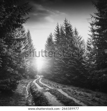 Road through the Carpathian forest to the light of sunrise. Black and white
