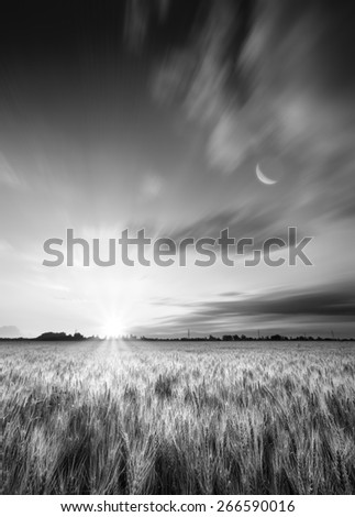 Bright sunrise in a wheat field with new moon and moving clouds. Black and white