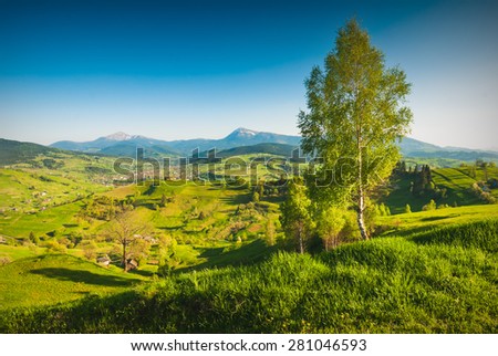 Carpathian spring valley with lonely birch tree on a hill and highest mountains of Ukraine on a skyline. Hoverla and Petros.