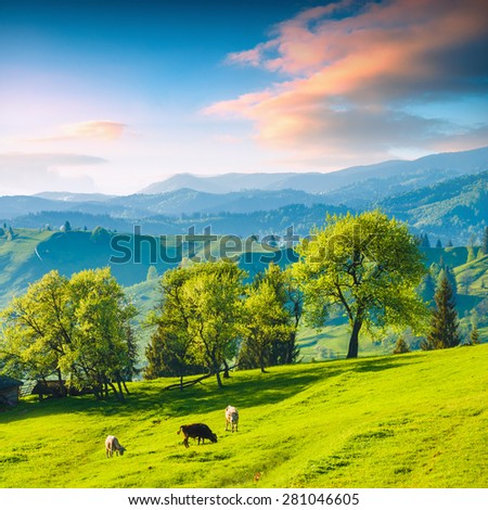 Beautiful Carpathian mountain valley with cow in the meadow and colorful clouds in a sunset light. Majestic landscape