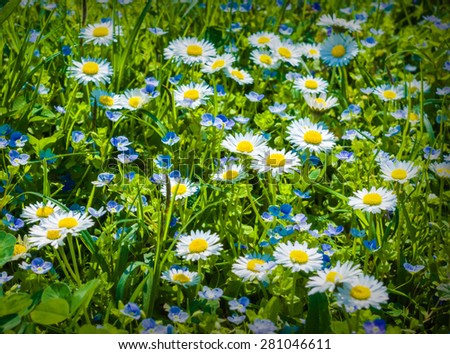 Little daisies on a grass as background