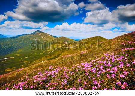 Carpathians mountain hills, covered with fresh blossom rododendrons. Way to Hoverla, highest mountain of Ukraine.