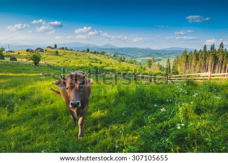 Carpathian\'s village hills in a light of sunrise, with cow in a meadow, covered with fresh spring grass.