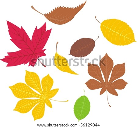 fall leaves vector