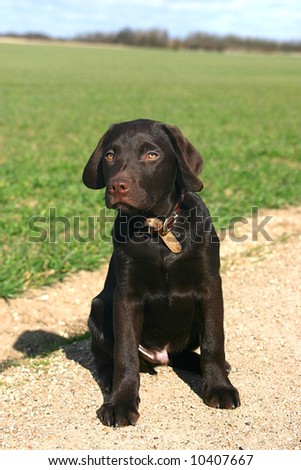 Chocolate  Puppies on Chocolate Labrador Puppy In The English Countryside Stock Photo