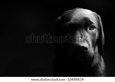 Labrador Puppy Head On in Black and White against a Black Background