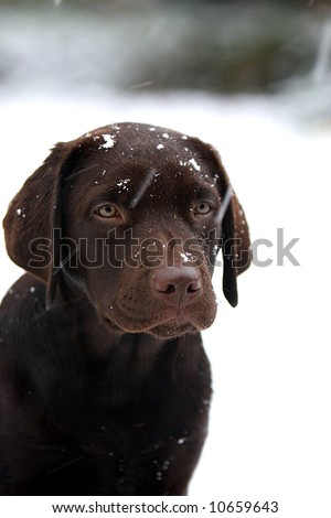 stock photo : Labrador Puppy in the Snow