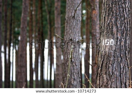 Trees in Thetford Forest, UK