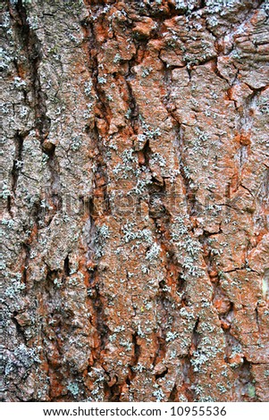 Tree Bark from a Tulip Tree