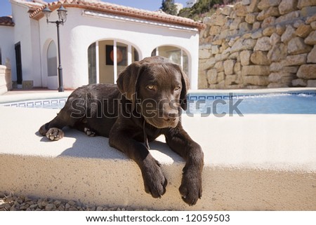 Chocolate Labrador Puppy Lounging by the Pool
