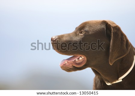 Chocolate Labrador Puppy Head against Blue Sky Background
