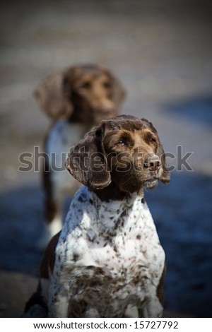 Springer Spaniel Working Dogs
