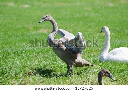 Signet Flapping Wings