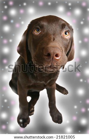 Young Chocolate Labrador Puppy with Festive Background