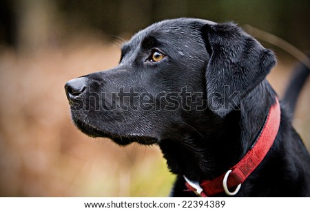 Profile of Black Labrador in Countryside