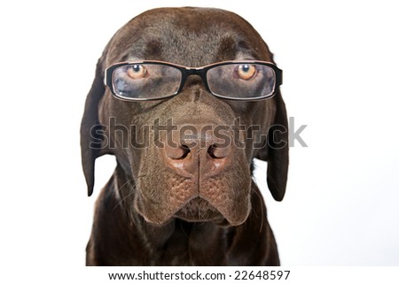 chocolate lab dog. Chocolate Labrador Dog in