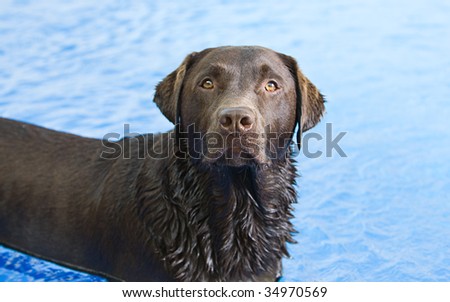 Shot of a Chocolate Labrador in the Swimming Pool