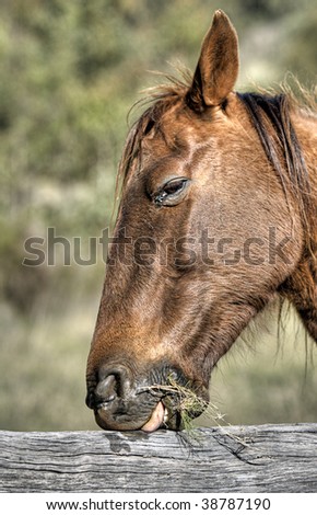 horse head profile. stock photo : Profile Shot of a Horse#39;s Head