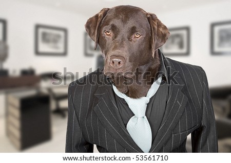 Shot of a Chocolate Labrador in Pin Stripe Suit against Office Backdrop - Working Like A Dog