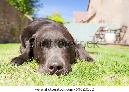 Shot of a Chocolate Labrador Relaxing in the Garden on a Bright Summer\'s Day