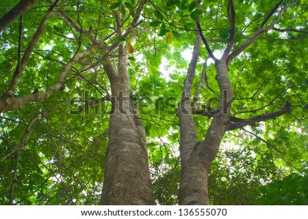 A small number of large trees have leaves that shade the shadow to the ground.