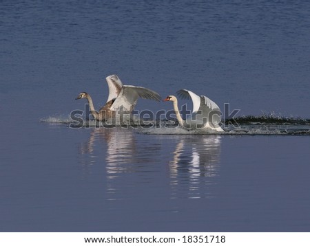 young and parent swans  alight in a lake