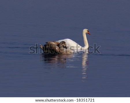 young and parent  sweet swans swimming in a lake