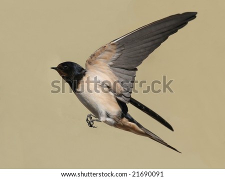 stock photo barn swallow in flight with outspread wings