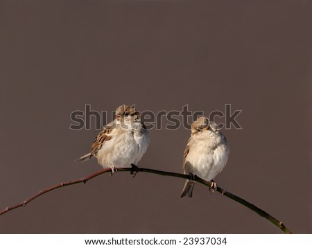 Sparrow Couple