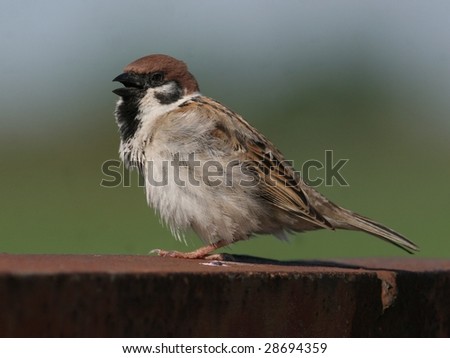 Sweet Sparrow