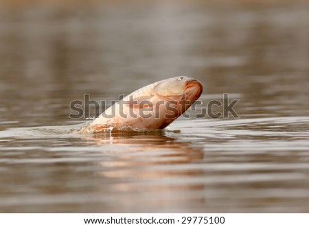 Close up of Common Carp fish leaping out of water