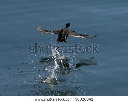 coot run over water with outspread wings