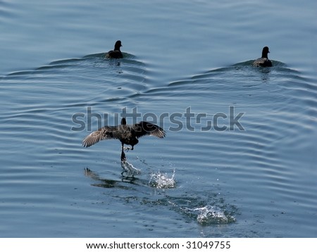 water hen running over water surface