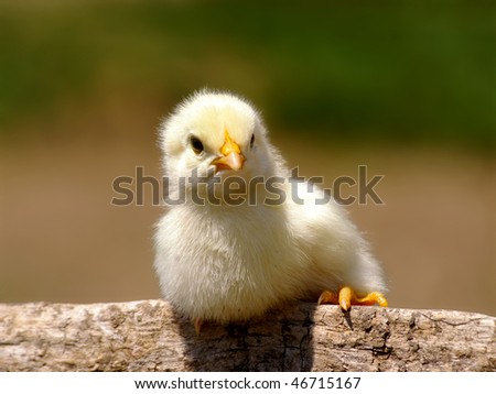 sweet chick seated on a twig
